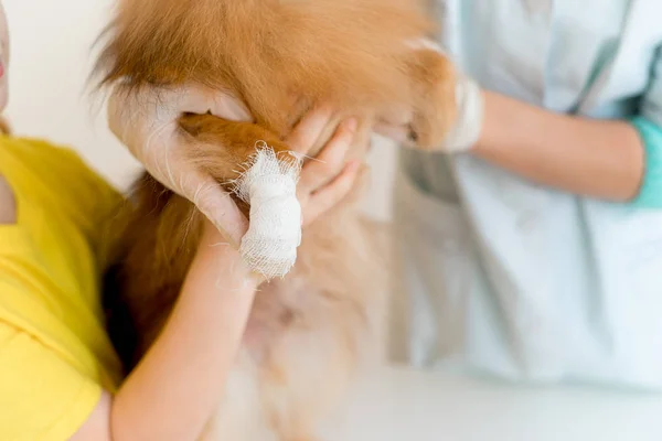 Cão com veterinário — Fotografia de Stock