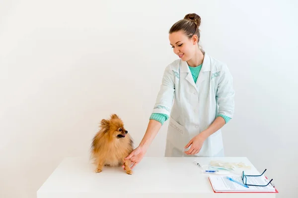 Cão com veterinário — Fotografia de Stock