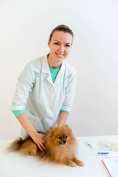 Cão com veterinário — Fotografia de Stock