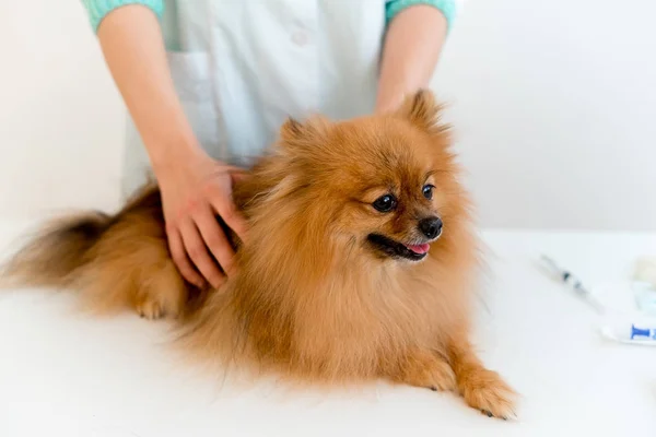 Cane con un veterinario — Foto Stock