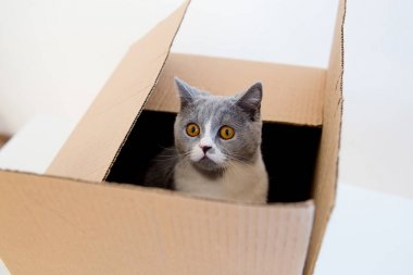 Kutudaki Kedi