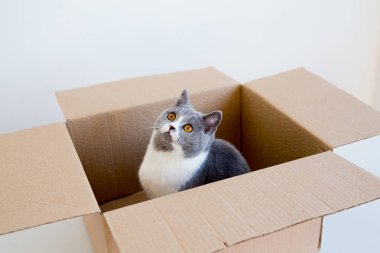 Kutudaki Kedi