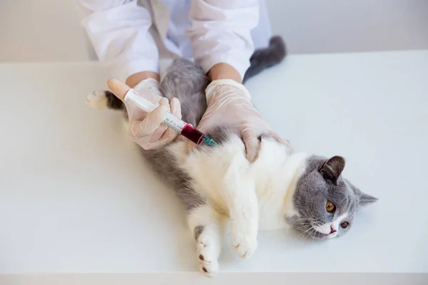 Kot w klinice weterynaryjnej — Zdjęcie stockowe