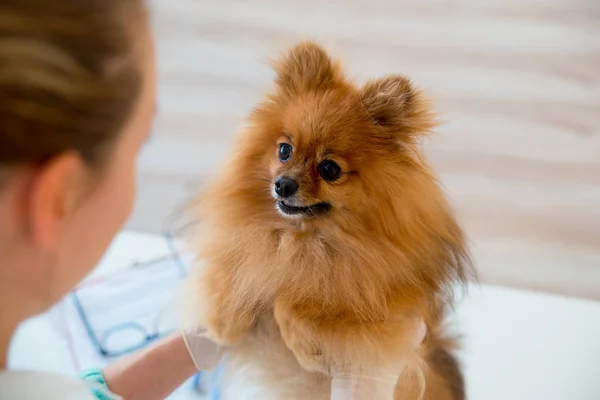 Chien avec un vétérinaire — Photo