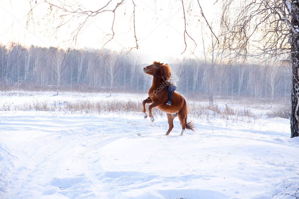 Girl riding a horse