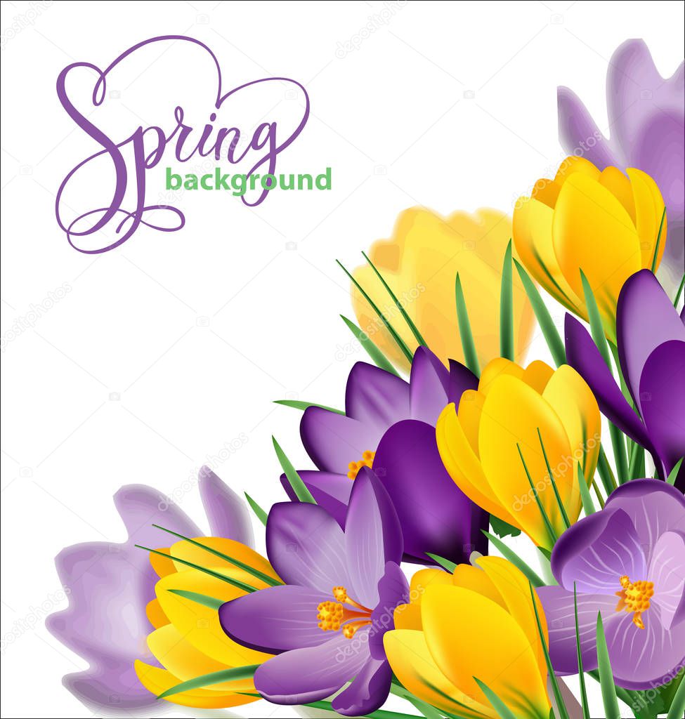 Spring background with blooming spring flowers, crocuses. Vector illustration