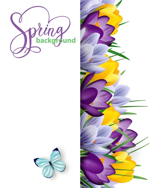 Fundo de primavera com flores de primavera florescendo, crocos. Vetor — Vetor de Stock