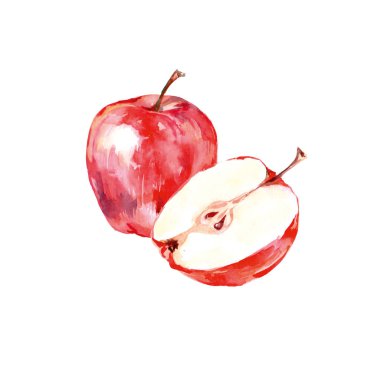 Suluboya el çekilmiş Kırmızı elma. Beyaz arka plan üzerinde çevre doğal gıda meyve illüstrasyon izole. Vektör