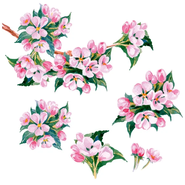 Acuarela rama de manzano con flores. Fondo de primavera. Vector — Archivo Imágenes Vectoriales