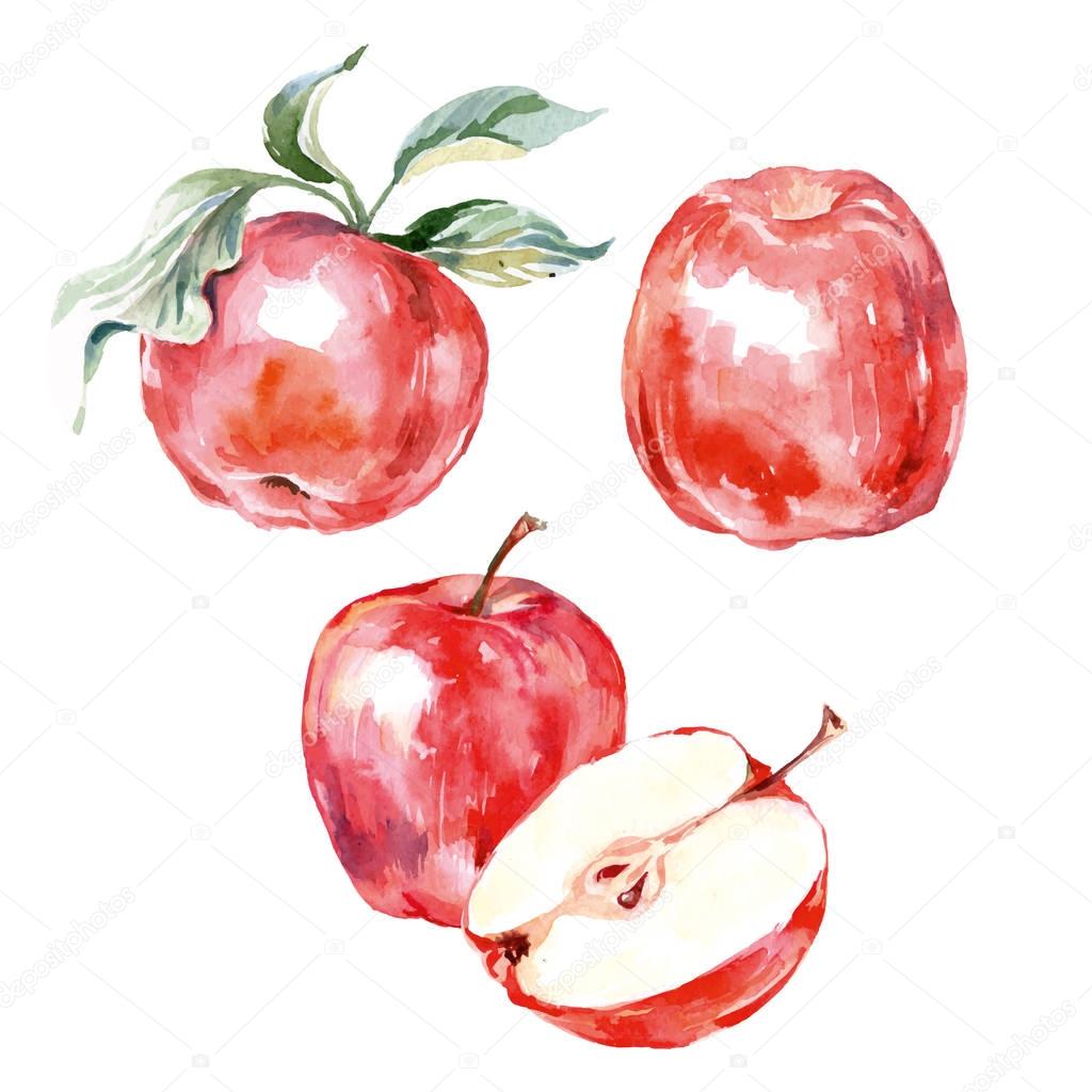 Watercolor hand drawn red apple. Isolated eco natural food fruit illustration on white background. Vector illustration