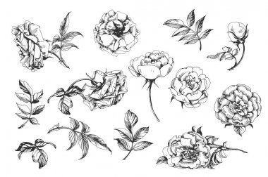 Çiçek kümesi: son derece ayrıntılı elle çizilmiş güller. Vektör.