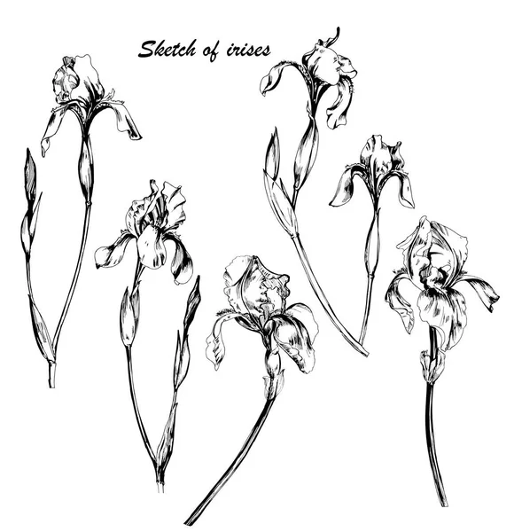 Set sketsa tangan gambar bunga iris. Ilustrasi vektor monokrom. Gambaran iris botani . - Stok Vektor