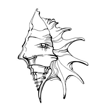 Deniz kabuğu, kroki tarzı vektör illüstrasyon izole beyaz arka plan üzerinde. Şablon vektör.