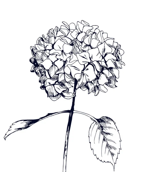 Hand getekende hortensia, vector illustratie in vintage stijl. Sjabloon Vector. — Stockvector