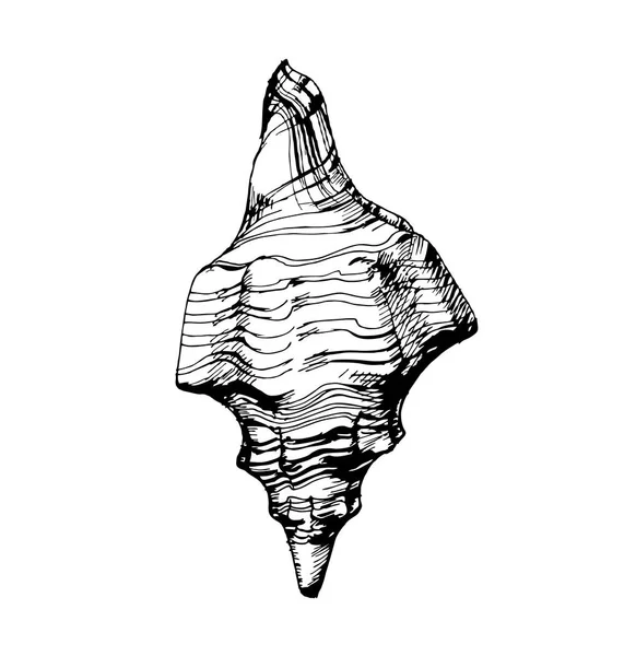 Sea shell, schets stijl vectorillustratie geïsoleerd op een witte achtergrond. Sjabloon Vector. — Stockvector