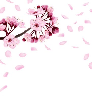 Çiçek açması koyu ve açık pembe sakura çiçekli güzel Yazdır. Bahar arka plan. Davetiye, birthdaycard, afiş, güzellik, için şablon arka plan vektör çizim