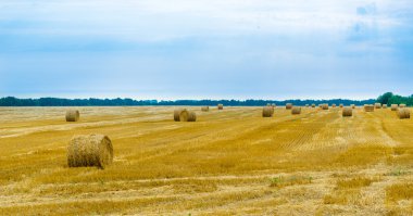 Buğday saman bir sahada haddelenmiş.