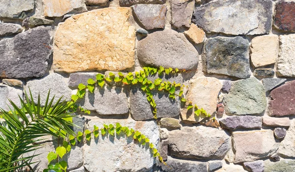 Une texture d'un vieux mur de pierre avec quelques plantes dessus Photo De Stock