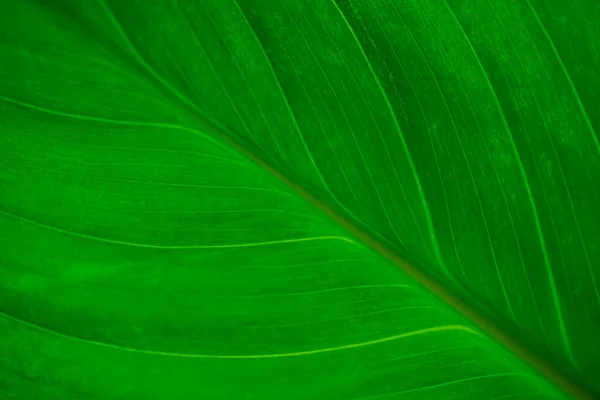 Textura macro de hoja verde abstracta para fondo —  Fotos de Stock