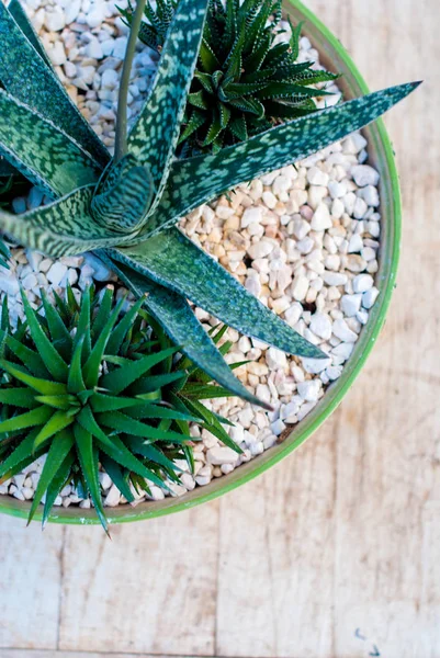 Kaktüsler ve succulents ahşap bir masa üzerinde drenaj içinde.