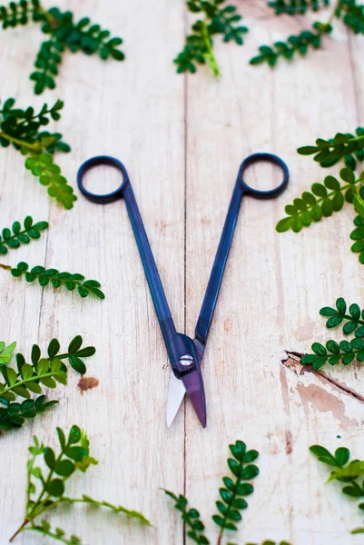 Scissors for the care of indoor plants on a wooden table. — Stock Photo, Image