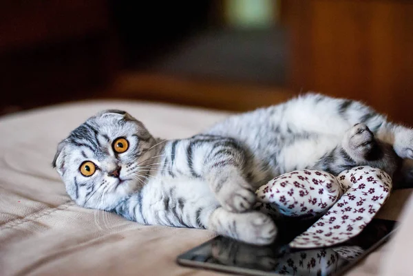Piękny kot szkocki teczka leży obok zabawka i tabletów internetowych. Kot jest w kolorze srebrnym z oczy pomarańczowy. — Zdjęcie stockowe