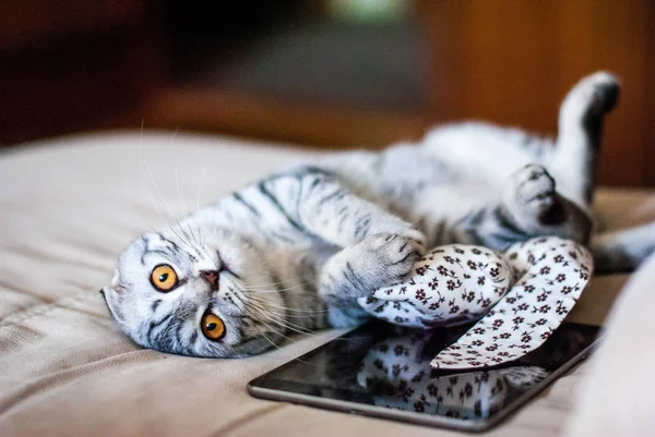 Un hermoso gato Fold escocés se encuentra junto a un juguete y una tableta web. Un gato es de color plata con ojos anaranjados . —  Fotos de Stock