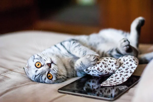 Krásné Scottish Fold kočka leží vedle hračku a webové tablet. Kočka je stříbrné barvě s oranžové oči. — Stock fotografie