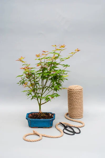 Bonsai akçaağaç ışık gri arka plan üzerinde kırmızı ve sarı yaprakları ile.