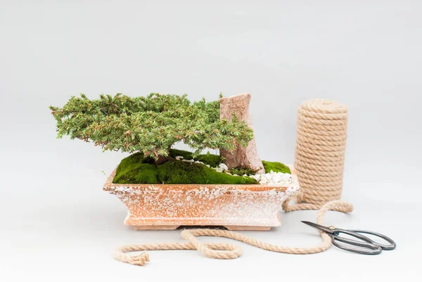 Japon bonsai saksı için seramik bir tencerede.