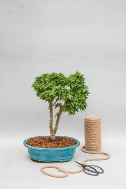 Japon bonsai saksı için seramik bir tencerede.