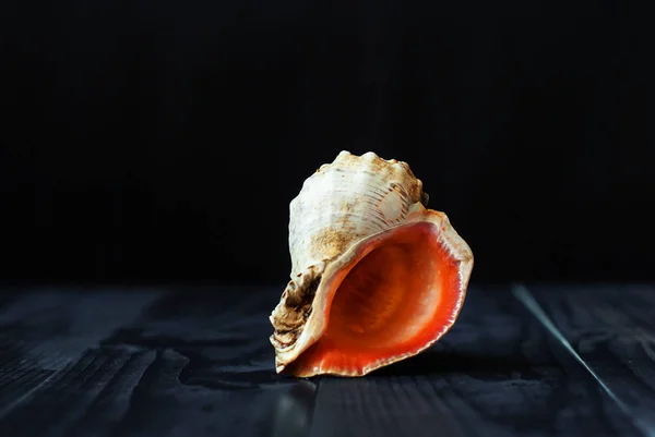 The shell of a rapana on a black background in the shape of a heart. — Stock Photo, Image