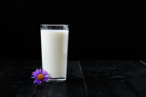 Solo un bicchiere di latte su sfondo nero e un fiore viola — Foto Stock