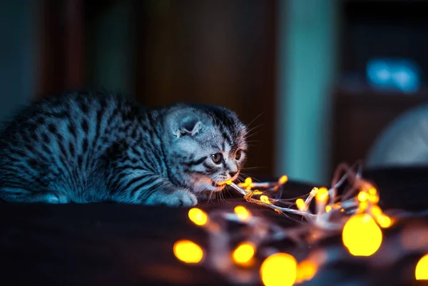 Scottish Fold chaton ronge guirlande du Nouvel An Photos De Stock Libres De Droits