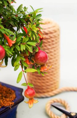 Bonsai çiçekli çiçek açan nar ve gri ışıklı arka planda küçük nar meyveleri, birbirine dolanmış sicim ve bahçe makası ile..