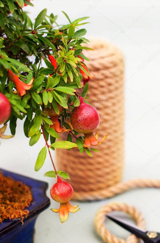 Bonsai blooming pomegranate with flowers and small pomegranate fruits on a gray light background with a tangle of twine and garden scissors.