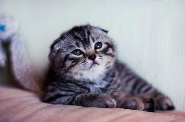 Pouco Escocês Dobre Gatinho Listrado Sentado Uma Pose Engraçada Olhando — Fotografia de Stock