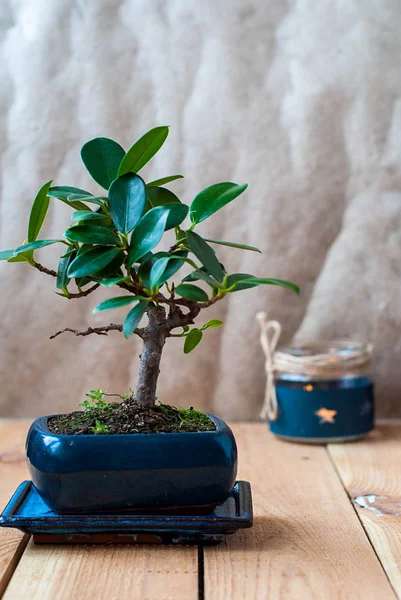 Bonsai ficus panda iç ahşap bir masa üzerinde mavi bir tencerede