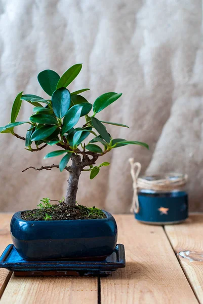 Bonsai ficus panda iç ahşap bir masa üzerinde mavi bir tencerede