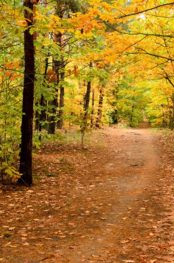 sonbahar orman yolu.