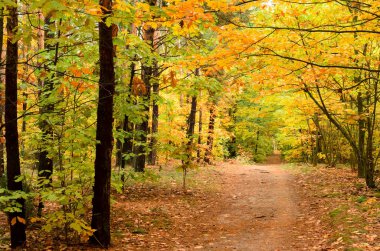 sonbahar orman yolu.