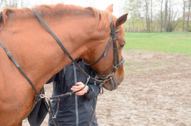 Bir at başkanı bir kızla bir kucak kucak.