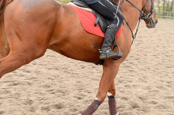 Un jinete a caballo supera obstáculos . — Foto de Stock