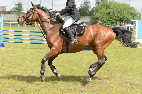 การแข่งขันกีฬาขี่ม้าที่มีอุปสรรคในการเอาชนะ . — ภาพถ่ายสต็อก