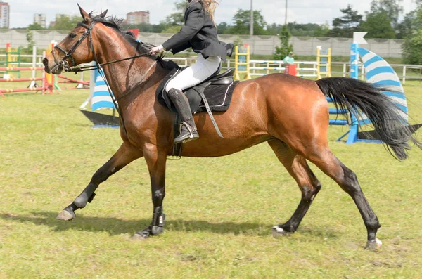 Wettbewerbe im Pferdesport mit der Überwindung von Hindernissen. — Stockfoto