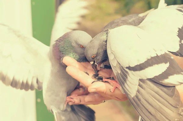 Las palomas se alimentan de las manos de las semillas del hombre . —  Fotos de Stock