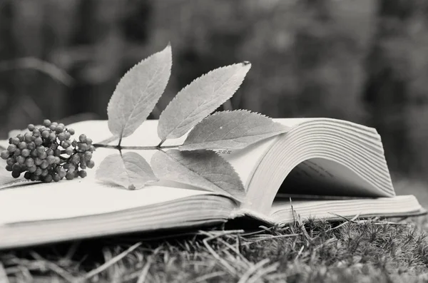 An open book on the grass decorated with a branch with berries. — Stock Photo, Image