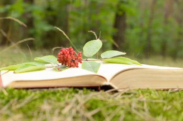 Відкрита книга на траві, прикрашена гілкою з ягодами . — стокове фото