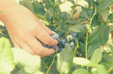 Eller mavi Karpuzu yaban mersini bir çalı üzerinden gözyaşı.