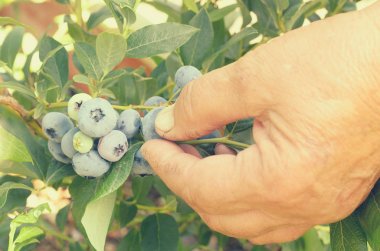 Eller mavi Karpuzu yaban mersini bir çalı üzerinden gözyaşı.